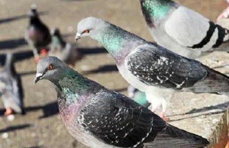 Colombi, un anno per il monitoraggio