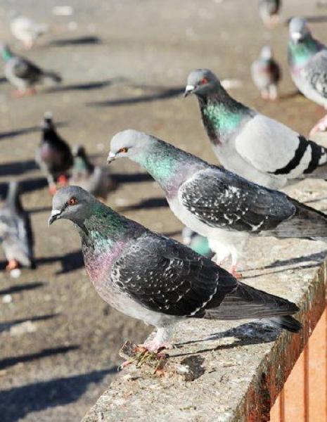 Colombi, un anno per il monitoraggio