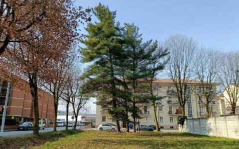 «Nonostante le promesse hanno abbattuto i 3 abeti»