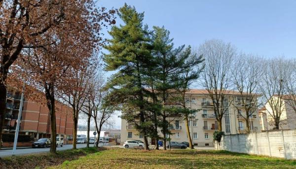 «Nonostante le promesse hanno abbattuto i 3 abeti»