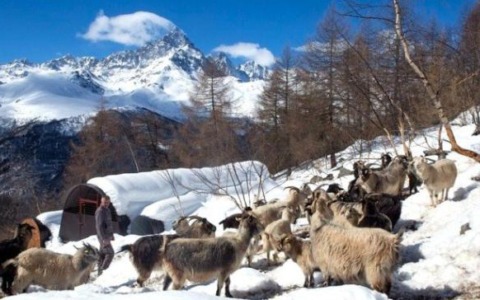 Dalle capre il cashmere del Monviso