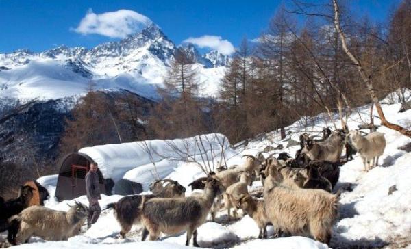 Dalle capre il cashmere del Monviso