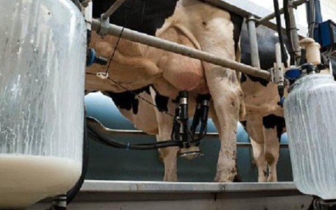 A volte si piange sul latte versato