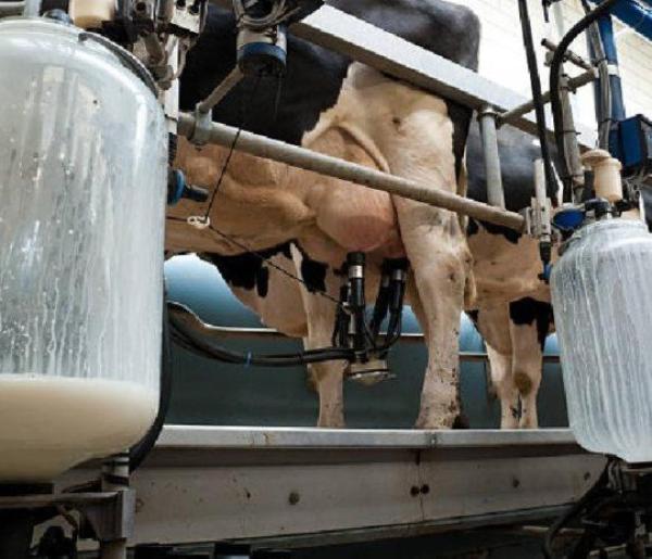 A volte si piange sul latte versato