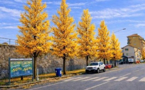 Un bosco per corso Italia Rivoluzione verde in città