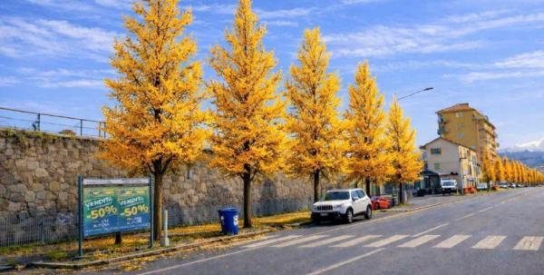 Un bosco per corso Italia Rivoluzione verde in città