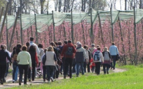 Camminata tra i frutteti in fiore Sport e spettacolo della natura