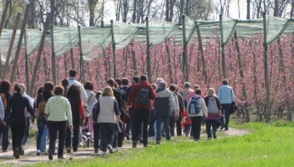 Camminata tra i frutteti in fiore Sport e spettacolo della natura