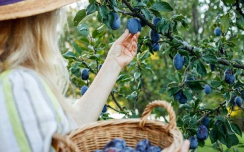Nuove tendenze del giardinaggio: Frutticoltura domestica in espansione