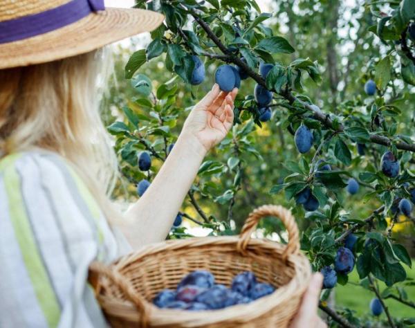Nuove tendenze del giardinaggio: Frutticoltura domestica in espansione