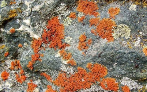 Parco, quattro eventi per conoscere i licheni