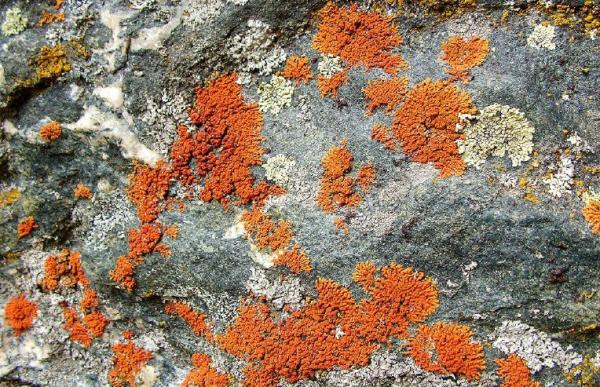 Parco, quattro eventi per conoscere i licheni