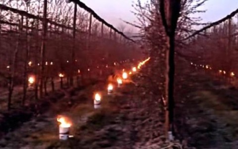 Le lunghe notti delle battaglie “antigelo”