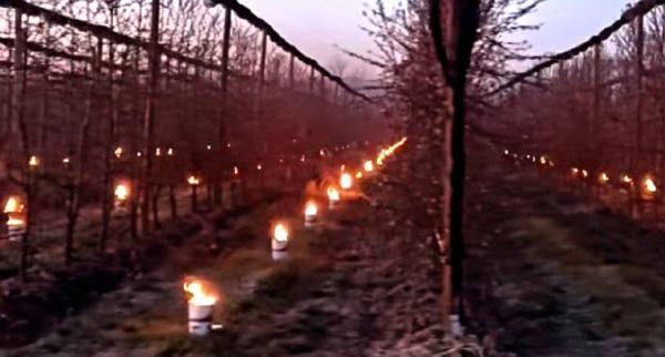 Le lunghe notti delle battaglie “antigelo”