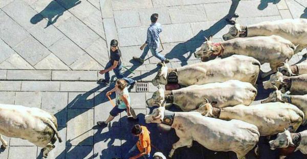 È tempo di Rudunà: sfilano le Piemontesi in corso Italia