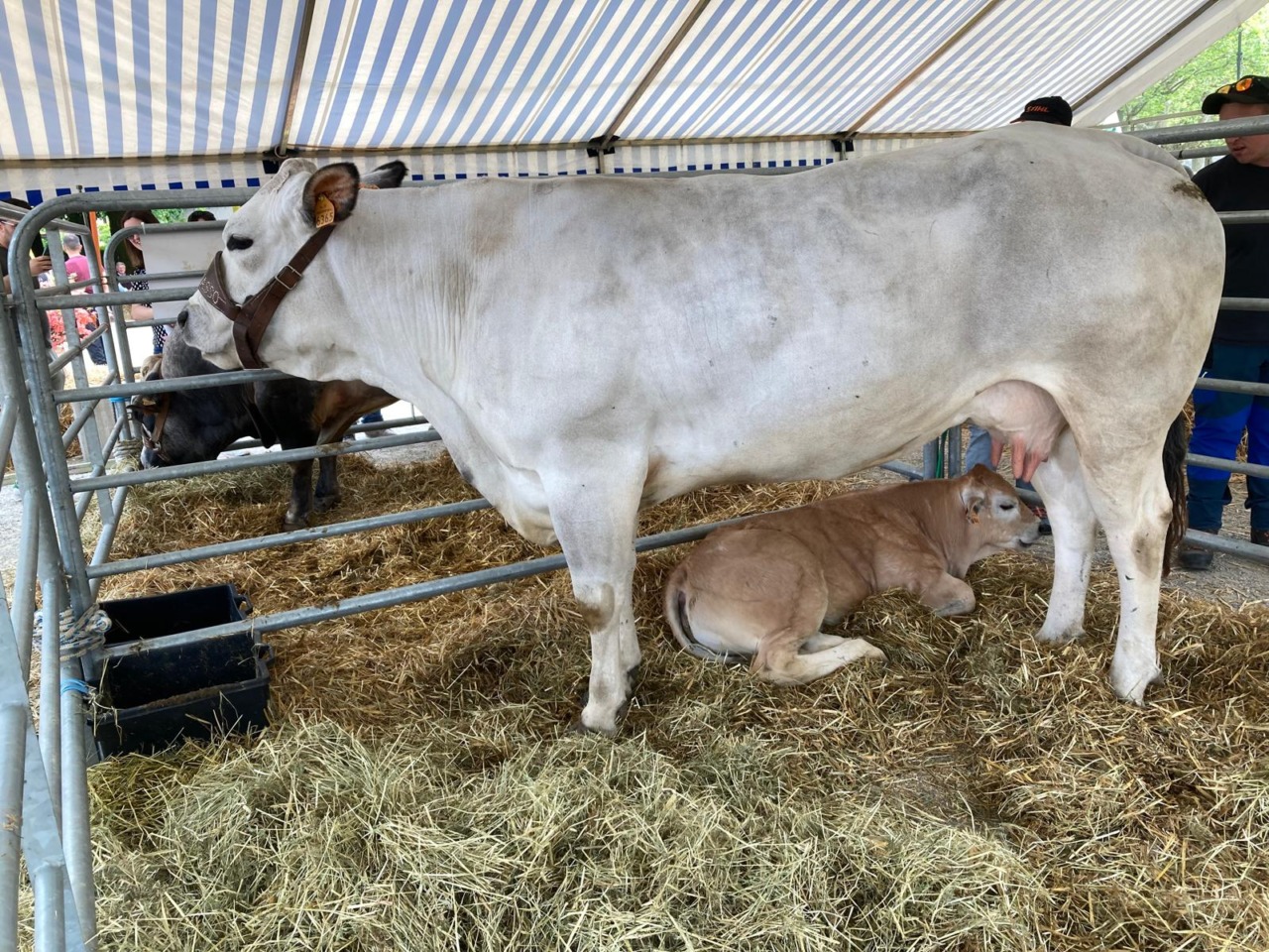 Terre e cibo di successo per Cavour
