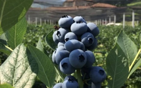 Revello capitale dei mirtilli fra tradizione e innovazione
