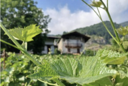 La vigna “eroica” di Sampeyre