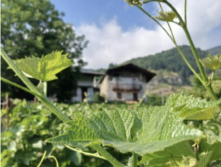 La vigna “eroica” di Sampeyre