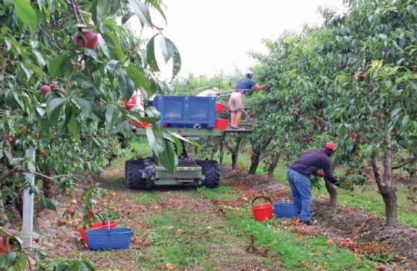Dal caso Saluzzo al modello Piemonte Relazione sullo sfruttamento agricolo