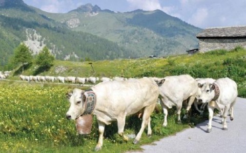 Un distretto per la carne di Piemontese