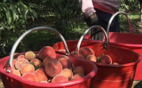 Partita una promettente campagna delle pesche
