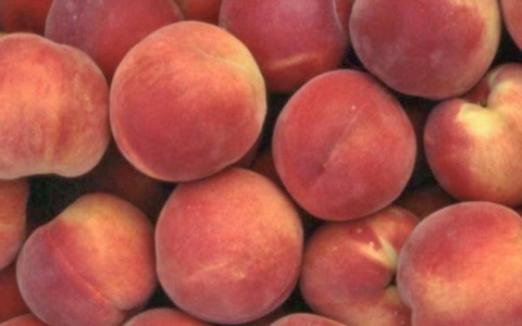 Le pesche “vanno”, ma pesano i crescenti costi di produzione