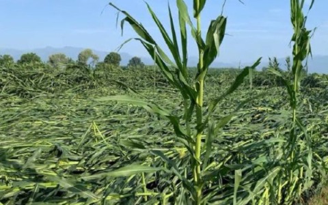 Un tornado fra Manta e Verzuolo Allagamenti e tetti scoperchiati