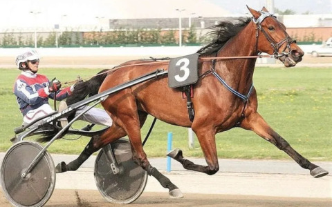 Vigone piange Varenne, storico cavallo campione dell’ippica