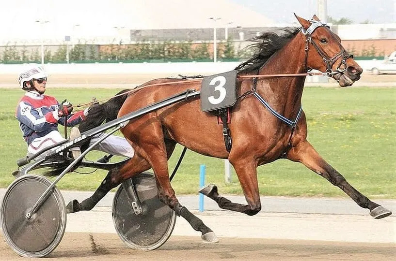Vigone piange Varenne, storico cavallo campione dell’ippica