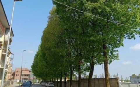 Alberi a Saluzzo, la nostra voce “inascoltata”