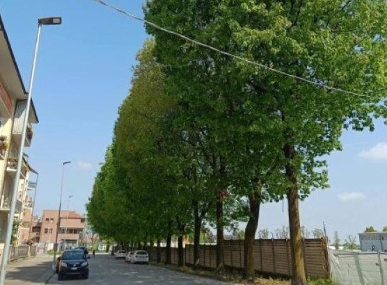 Alberi a Saluzzo, la nostra voce “inascoltata”
