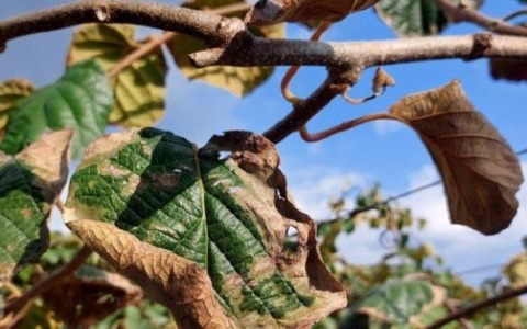 Morìa del kiwi: cosa racconta il suolo