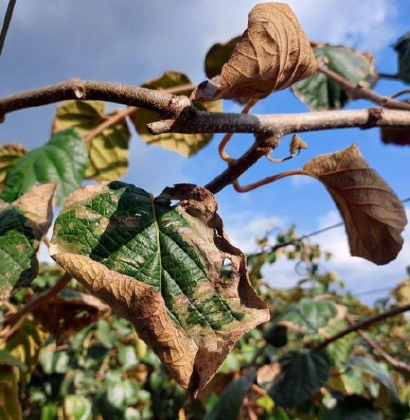Morìa del kiwi: cosa racconta il suolo