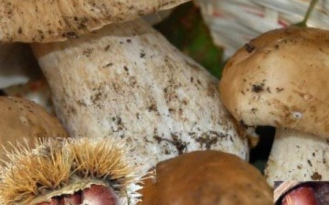 Bulè e castagne, Rossana esalta i sapori del bosco