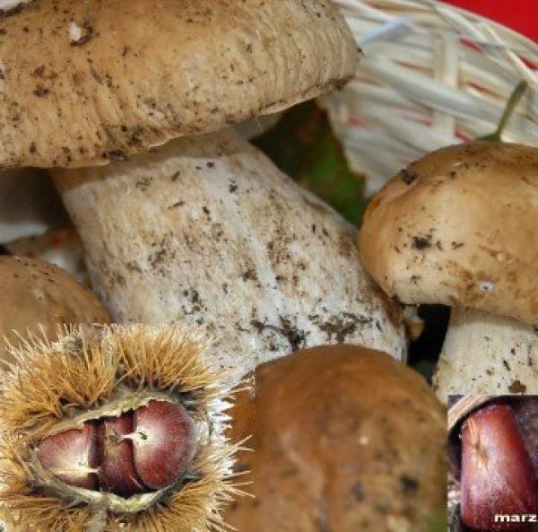 Bulè e castagne, Rossana esalta i sapori del bosco