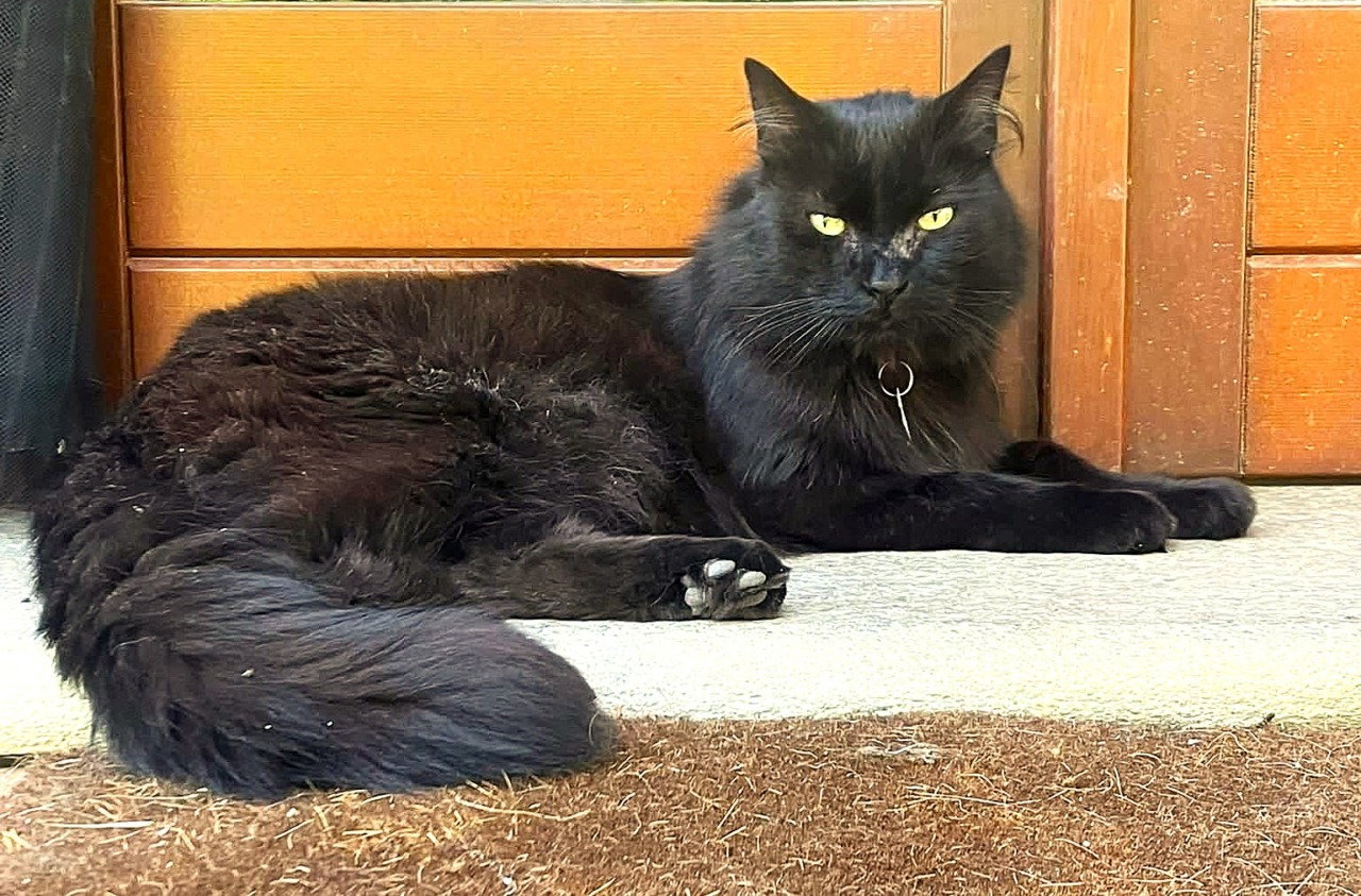Il gatto Buio scomparso dalla Borgata Mariotta di Paesana