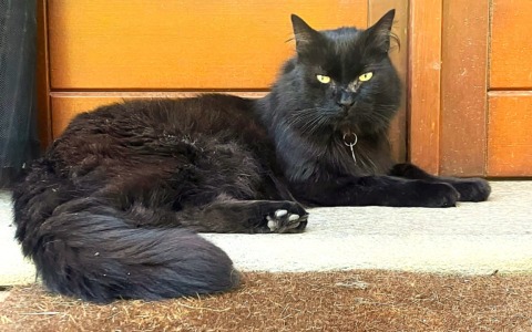 Il gatto Buio scomparso dalla Borgata Mariotta di Paesana