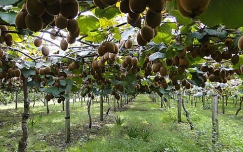 La ricerca di nuove vie per rilanciare l’actinidia