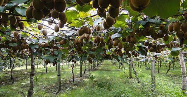 La ricerca di nuove vie per rilanciare l’actinidia